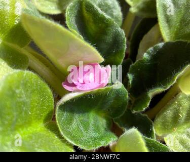 Blühendes Violett Saintpaulias, allgemein bekannt als Afrikanisches Violett. Topfpflanze, Nahaufnahme. Stockfoto