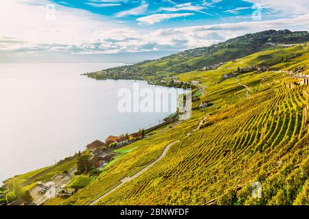 Lavaux, Schweiz: Genfersee und die Schweizer Alpen von Lavaux aus gesehen, die Weinbergtarraces im Kanton Waadt Stockfoto