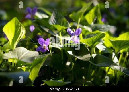Nahaufnahme von blühenden Holzvioletten (Viola odorata oder Viola alba) Blumen und Pflanzen mit einer Mischung aus Sonnenlicht und Schatten (Alicante, Spanien) Stockfoto