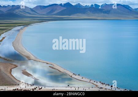 Pferde und Yaks im Namtso See oder Nam tso See in Tibet China. Der Nam Tso See ist der zweitgrößte See Tibets und einer der berühmtesten Orte auf dem See Stockfoto