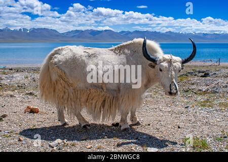 White Yak in Namtso See oder Nam tso See in Tibet China. Nam Tso See ist der zweitgrößte See in Tibet, und einer der berühmtesten Orte auf der 'R Stockfoto