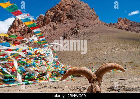 Hirschhorn am La Ken La Pass oder Laken Pass auf 5190 Metern auf der Straße zum abgelegenen Nam Tso See Tibet. Namtso See Tibet China. Gebetsfahnen neben dem b Stockfoto