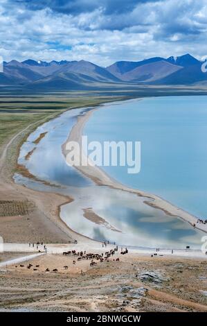 Pferde und Yaks im Namtso See oder Nam tso See in Tibet China. Der Nam Tso See ist der zweitgrößte See Tibets und einer der berühmtesten Orte auf dem See Stockfoto