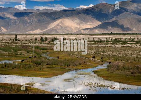 Tibetisches Dorf vor den Weiden im Tal der Yarlung Tsanpo, Brahmaputra, Tibet, China, Asien. Yarlung Tsangpo Brahmaputra River Valley Stockfoto