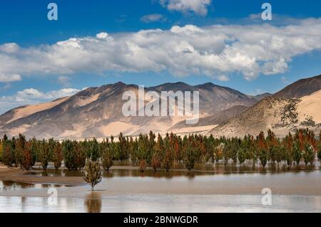 Tibetisches Dorf vor den Weiden im Tal der Yarlung Tsanpo, Brahmaputra, Tibet, China, Asien. Yarlung Tsangpo Brahmaputra River Valley Stockfoto