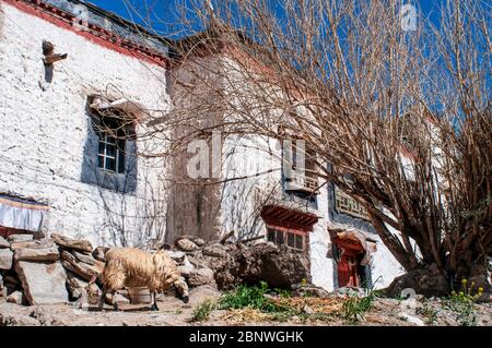 Häuser und Schafe in den Straßen in Gyantse Dorf oder Gyangze Stadt, Tibet, China. Das Hotel liegt im Nordosten von Gyantse auf 3900 Meter über dem Meeresspiegel. Stockfoto