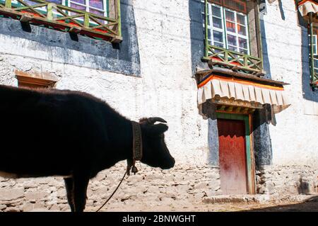 Kuh in den Straßen von Gyantse Dorf oder Gyangze Stadt, Tibet, China. Das Hotel liegt im Nordosten von Gyantse auf 3900 Meter über dem Meeresspiegel. Pelkor Chode Stockfoto