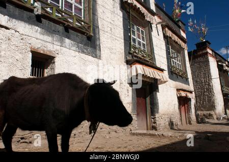 Kuh in den Straßen von Gyantse Dorf oder Gyangze Stadt, Tibet, China. Das Hotel liegt im Nordosten von Gyantse auf 3900 Meter über dem Meeresspiegel. Pelkor Chode Stockfoto