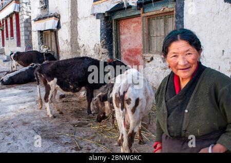Kühe und Einheimische in den Straßen von Gyantse Dorf oder Gyangze Stadt, Tibet, China. Das Hotel liegt im Nordosten von Gyantse auf 3900 Meter über Meer le Stockfoto