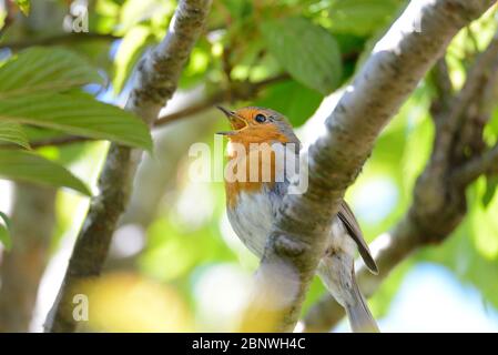 Europäischer Robin (Erithacus rubecula) singt in einem Baum in einem Garten, Mai, Kent, Großbritannien Stockfoto