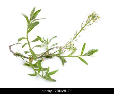 Alyssum mit weißen Blüten auf weißem Hintergrund isoliert Stockfoto