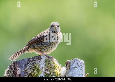 Dunnock-Jungling in Mid Wales Stockfoto