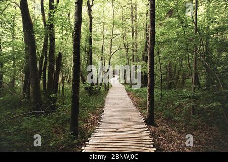 Holzweg durch den dichten Wald im Nationalpark Plitvice, Kroatien, UNESCO-Weltkulturerbe Stockfoto