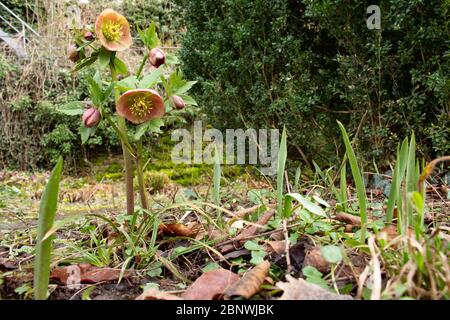 Gruppe der rosa blühenden Blumen des helleborus orientalis, auch lenten Rose oder Orientalische Nieswurz genannt Stockfoto