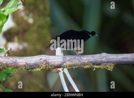 Schöner Paradiesvogel von Neuguinea mit langem Schwanz und Schnabel aetierender tropischer Frucht. Stockfoto