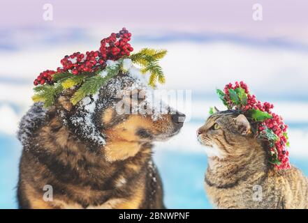 Lustige Hund und Katze mit Weihnachtskranz sitzen zusammen im Freien auf dem Schnee im Winter. Weihnachtsstimmung Stockfoto