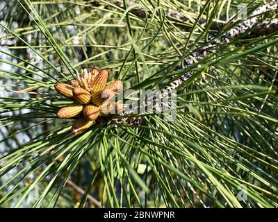 Junge Triebe und Tannenzapfen, grüne Nadeln. Frühlingstag. Nahaufnahme. Stockfoto