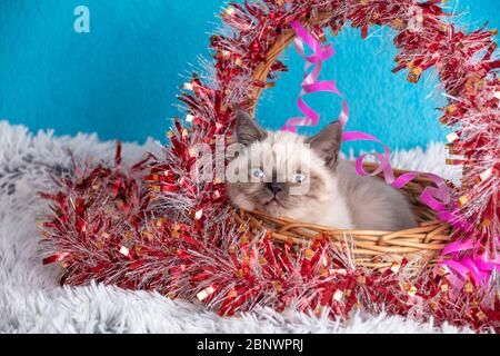 Niedliches kleines Kätzchen mit Weihnachtsdekoration. Kätzchen sitzen in einem Korb mit Lametta Stockfoto