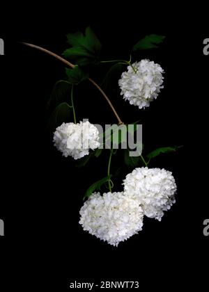 Viburnum opulus aka Schneeballbaum, Guelder Rose. Licht auf schwarzem Hintergrund gemalt. Wunderschöne Kunstwerke. Stockfoto