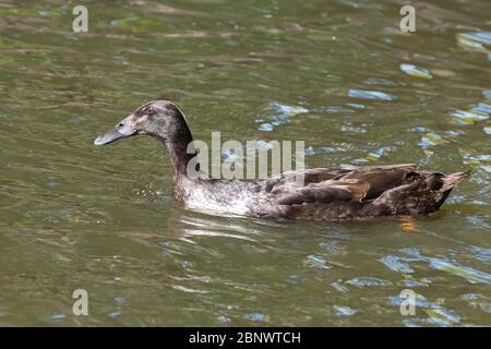 Indische fliessende Ente, schwimmen in einem Teich, die Sonne scheint auf den Federn, Reflexionen im Wasser. Stockfoto