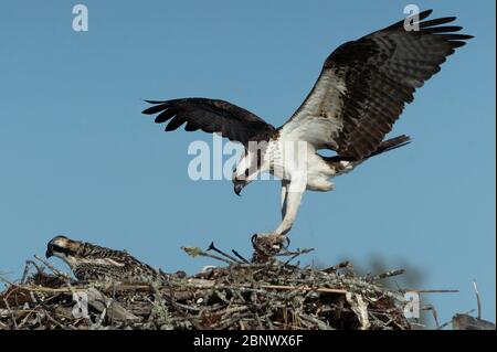 Mama Fischadler Nachfüllen Nest für Baby Stockfoto