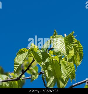 Neue frische grüne Blätter wachsen auf einem Zweig von einem blauen Himmel Stockfoto