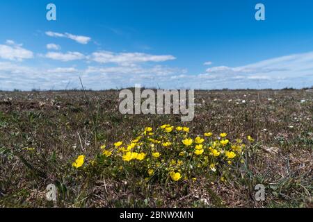 Heisere Steinrose, Helianthemum oelandicum, in einer kargen Landschaft im Welterbe des südlichen Olands in Schweden Stockfoto