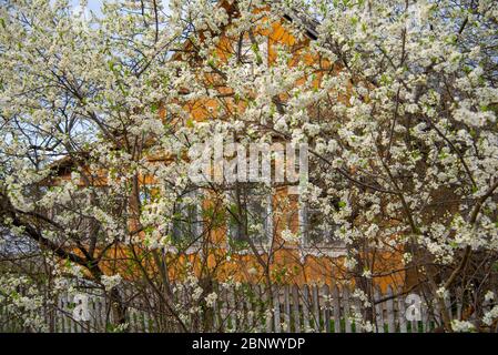 Im Vordergrund blühende Bäume, dahinter ein kleines Dorfhaus. Stockfoto