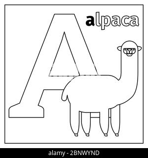 Malvorlagen oder Karten für Kinder mit englischen Tieren Zoo Alphabet. Alpaca, Buchstabe EINE Vektorgrafik Stock Vektor