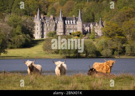 Loch Achray, Stirlingshire, Großbritannien. Mai 2020. Im Bild: Trotz eines mittlerweile toten Touristenhochburgen, Das Leben geht weiter, während neue, niedliche, kuschelige Hochlandkühe in den grünen Feldern am Ufer des Loch Achray ruhen, die normalerweise auf der sehr beliebten Heart 200 Route im Loch Lomond und im Trossachs National Park im Verkehr stehen. Die staatlichen Beschränkungen der Sperrung des Coronavirus (COVID19) haben die schottische Tourismusindustrie bis zum Zusammenbruch stark beeinträchtigt. Quelle: Colin Fisher/Alamy Live News Stockfoto