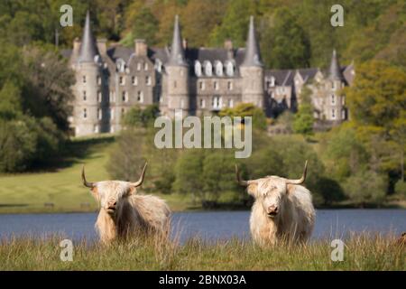 Loch Achray, Stirlingshire, Großbritannien. Mai 2020. Im Bild: Trotz eines mittlerweile toten Touristenhochburgen, Das Leben geht weiter, während neue, niedliche, kuschelige Hochlandkühe in den grünen Feldern am Ufer des Loch Achray ruhen, die normalerweise auf der sehr beliebten Heart 200 Route im Loch Lomond und im Trossachs National Park im Verkehr stehen. Die staatlichen Beschränkungen der Sperrung des Coronavirus (COVID19) haben die schottische Tourismusindustrie bis zum Zusammenbruch stark beeinträchtigt. Quelle: Colin Fisher/Alamy Live News Stockfoto