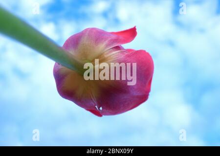 Eine rote Tulpe blau Himmel weiß Wolken Makroobjektiv von unten Nahaufnahme Stockfoto