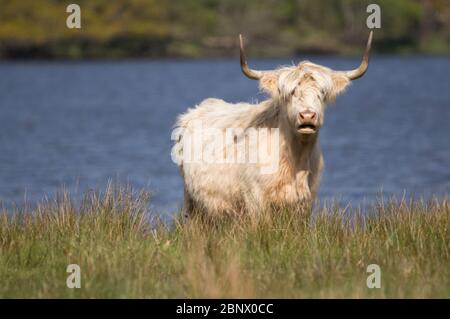 Loch Achray, Stirlingshire, Großbritannien. Mai 2020. Im Bild: Trotz eines mittlerweile toten Touristenhochburgen, Das Leben geht weiter, während neue, niedliche, kuschelige Hochlandkühe in den grünen Feldern am Ufer des Loch Achray ruhen, die normalerweise auf der sehr beliebten Heart 200 Route im Loch Lomond und im Trossachs National Park im Verkehr stehen. Die staatlichen Beschränkungen der Sperrung des Coronavirus (COVID19) haben die schottische Tourismusindustrie bis zum Zusammenbruch stark beeinträchtigt. Quelle: Colin Fisher/Alamy Live News Stockfoto