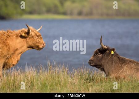 Loch Achray, Stirlingshire, Großbritannien. Mai 2020. Im Bild: Trotz eines mittlerweile toten Touristenhochburgen, Das Leben geht weiter, während neue, niedliche, kuschelige Hochlandkühe in den grünen Feldern am Ufer des Loch Achray ruhen, die normalerweise auf der sehr beliebten Heart 200 Route im Loch Lomond und im Trossachs National Park im Verkehr stehen. Die staatlichen Beschränkungen der Sperrung des Coronavirus (COVID19) haben die schottische Tourismusindustrie bis zum Zusammenbruch stark beeinträchtigt. Quelle: Colin Fisher/Alamy Live News Stockfoto