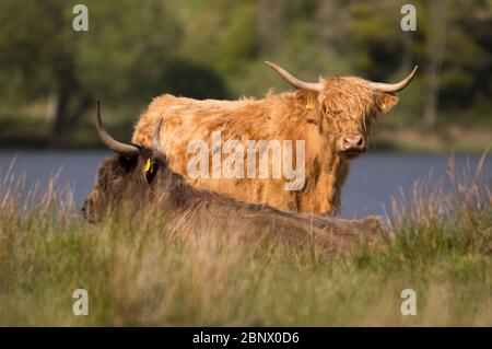 Loch Achray, Stirlingshire, Großbritannien. Mai 2020. Im Bild: Trotz eines mittlerweile toten Touristenhochburgen, Das Leben geht weiter, während neue, niedliche, kuschelige Hochlandkühe in den grünen Feldern am Ufer des Loch Achray ruhen, die normalerweise auf der sehr beliebten Heart 200 Route im Loch Lomond und im Trossachs National Park im Verkehr stehen. Die staatlichen Beschränkungen der Sperrung des Coronavirus (COVID19) haben die schottische Tourismusindustrie bis zum Zusammenbruch stark beeinträchtigt. Quelle: Colin Fisher/Alamy Live News Stockfoto