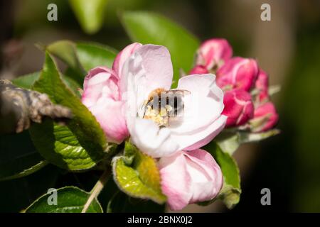 Geöffnete Apfelblüte mit Baum Bumble Biene sammeln Nektar im Frühjahr Stockfoto
