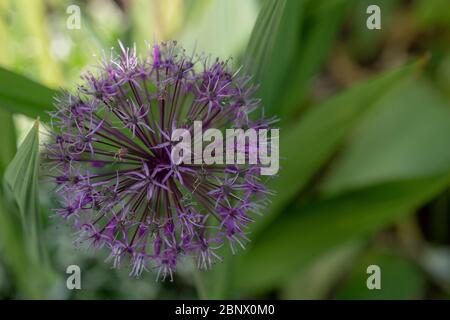 Nahaufnahme Allium Purple Sensation im Mai in einem Londoner Garten. Stockfoto