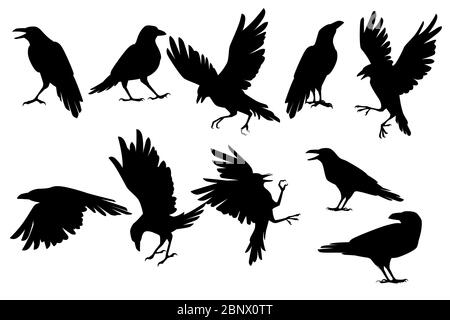 Set von schwarzen Silhouette Rabe Vogel in verschiedenen Posen Cartoon Krähe Design flache Vektor Tier Illustration isoliert auf weißem Hintergrund Stock Vektor