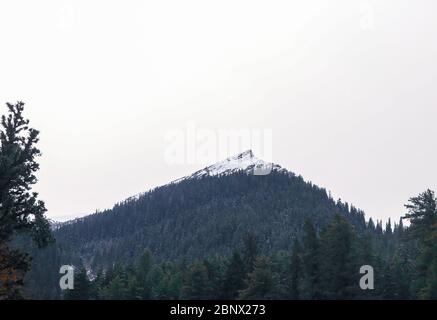 Ein schneebedeckter, isolierter Berg mit Kiefern (Deodarbäume), bedeckt mit Neuschnee bei schlechtem Wetter, weißer, bedeckter Himmel, 5K Stockfoto