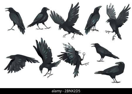 Set von schwarzen Raben Vogel in verschiedenen Posen Cartoon Krähe Design flache Vektor Tier Illustration isoliert auf weißem Hintergrund Stock Vektor