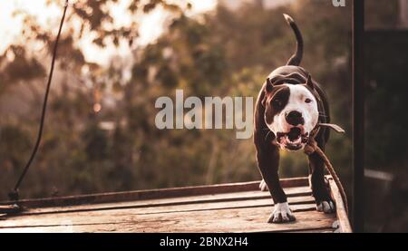 Kopf auf Nahaufnahme eines jungen Boxenbullen Hund braun und weiß in der Farbe, bellend heftig auf die Kamera mit den Ohren stehen in Wachsamkeit, 5K Stockfoto