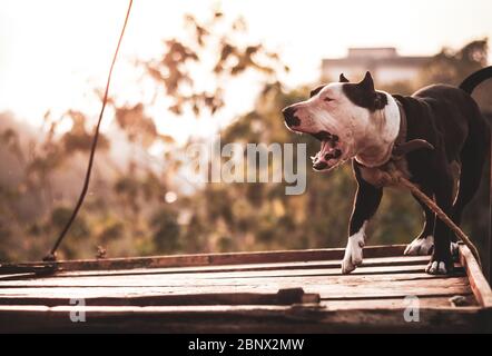 Portrait eines weißen und braunen Pit Bull Terrier Hundes, der auf einer Seite bellen und auf einer geneigten Plattform stehen, Vintage Look, 5K Stockfoto