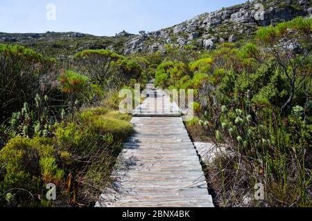 Der Smuts Track auf dem Gipfel des Tafelbergs, Kapstadt Stockfoto