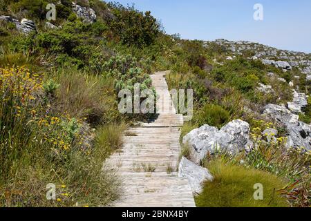 Der Smuts Track auf dem Gipfel des Tafelbergs, Kapstadt Stockfoto
