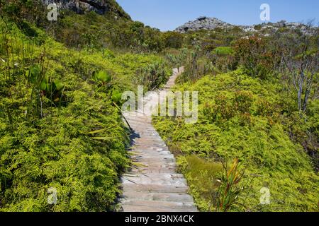 Der Smuts Track auf dem Gipfel des Tafelbergs, Kapstadt Stockfoto