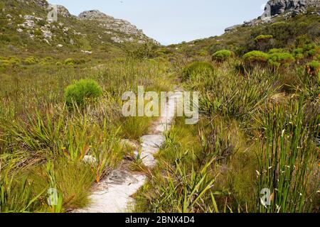 Echo Valley Wanderweg auf dem Gipfel des Tafelbergs, Kapstadt Stockfoto