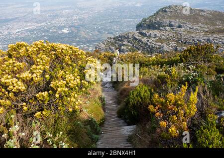 Der Smuts Track auf dem Gipfel des Tafelbergs, Kapstadt Stockfoto