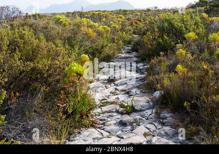 Der Smuts Track auf dem Gipfel des Tafelbergs, Kapstadt Stockfoto