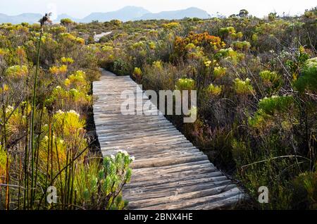 Der Smuts Track auf dem Gipfel des Tafelbergs, Kapstadt Stockfoto