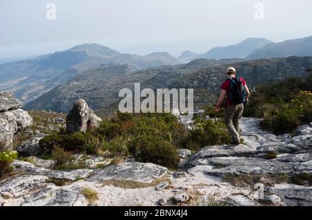 Der Smuts Track auf dem Gipfel des Tafelbergs mit Blick auf Hout Bay, Kapstadt Stockfoto